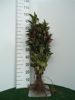 Veigelės (Lot Weigela) 'Bristol Ruby' 0+1 40-60 CM | VEIGĖLĖS | KRŪMAI