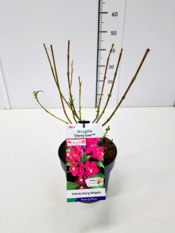 Veigelės (Lot Weigela) 'Cherry Love' C3/P19 25-30 CM | VEIGĖLĖS | KRŪMAI