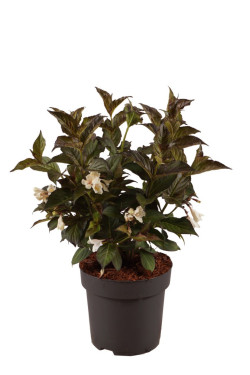 Veigelės (Lot Weigela) 'Ebony and Ivory' C3/P19 30-40 CM | VEIGĖLĖS | KRŪMAI