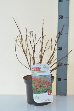 Veigelė raudonlapė (Lot Weigela florida) 'All Summer Red' C3/P19 25-30 CM | VEIGĖLĖS | KRŪMAI