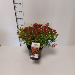 Veigelė raudonlapė (Lot Weigela florida) 'All Summer Red' C5/P23 30-40 CM | VEIGĖLĖS | KRŪMAI