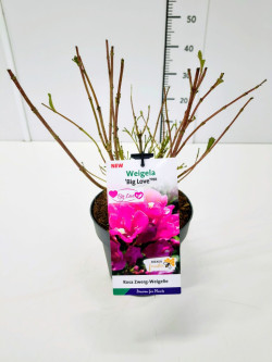 Veigelės (Lot Weigela) 'Big Love' C3/P19 25-30 CM | VEIGĖLĖS | KRŪMAI