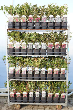 Veigelės (Lot Weigela in) C2/P17 | VEIGĖLĖS | KRŪMAI