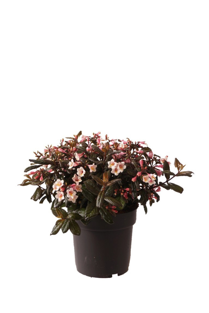 Veigelės (Lot Weigela) 'Vintage Love' C5/P23 40-50 CM | VEIGĖLĖS | KRŪMAI