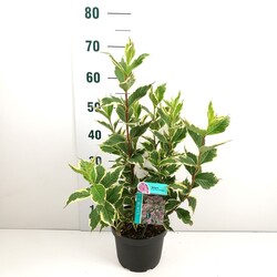 Veigelės (Lot Weigela) 'Nana Variegata' C3/P19 40-50 CM - nuotrauka 2