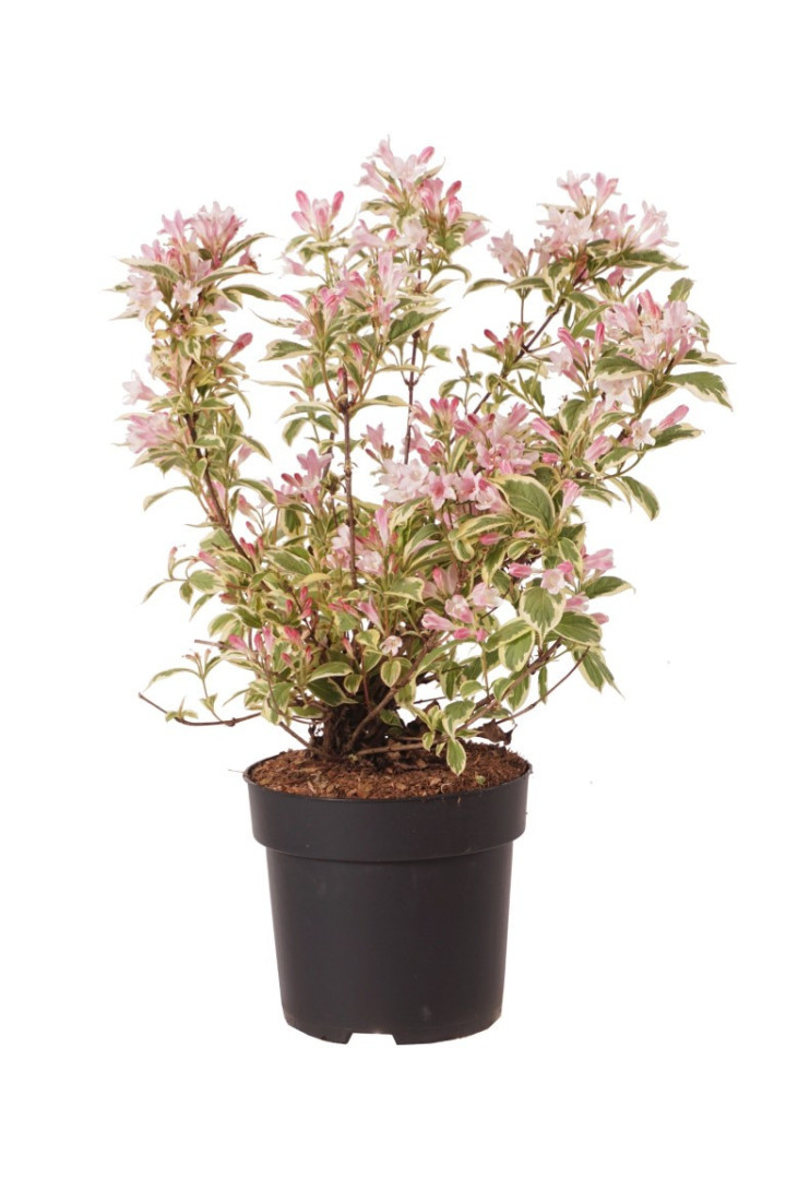 Veigelės (Lot Weigela) 'Nana Variegata' C5/P23 50-60 CM | VEIGĖLĖS | KRŪMAI