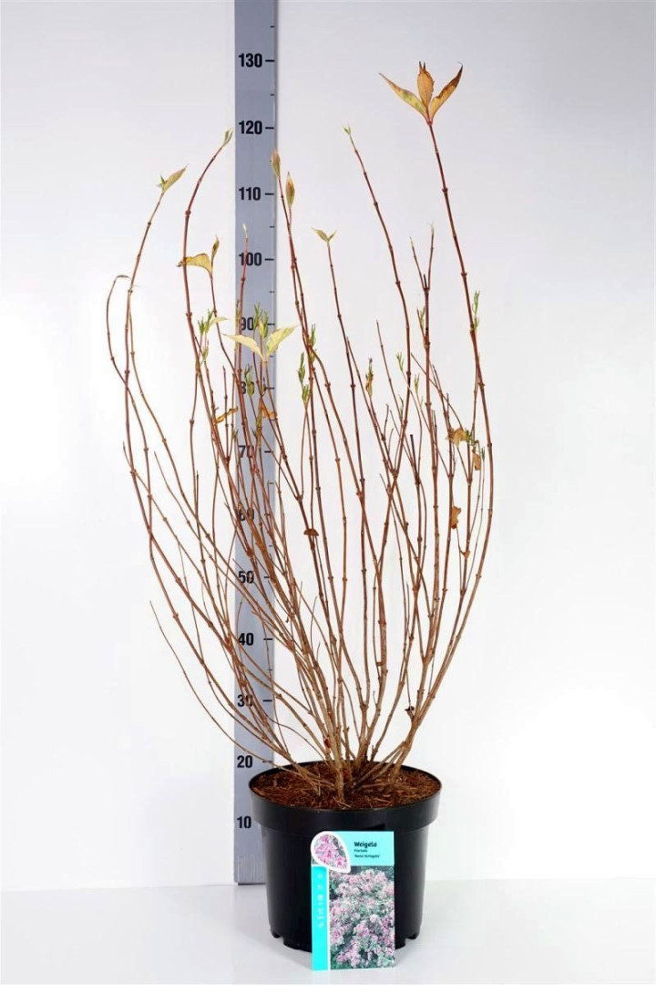 Veigelės (Lot Weigela) 'Nana Variegata' C10 60-80 CM | VEIGĖLĖS | KRŪMAI