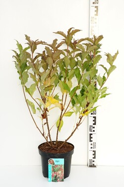 Veigelės (Lot Weigela) 'Red Prince' C3/P19 30-40 CM | VEIGĖLĖS | KRŪMAI