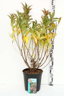 Veigelės (Lot Weigela) 'Red Prince' C6,5/P24 40-50 CM
