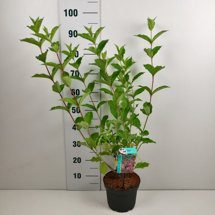 Veigelės (Lot Weigela) 'Styriaca' C3/P19 40-50 CM | VEIGĖLĖS | KRŪMAI