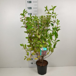 Veigelės (Lot Weigela) 'Styriaca' C6,5/P24 60-80 CM | VEIGĖLĖS | KRŪMAI