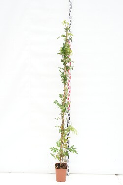 Visterija (Lot Wisteria brach.) 'Showa-beni' C5/P23 150-200 CM | VISTERIJOS | VIJOKLINIAI