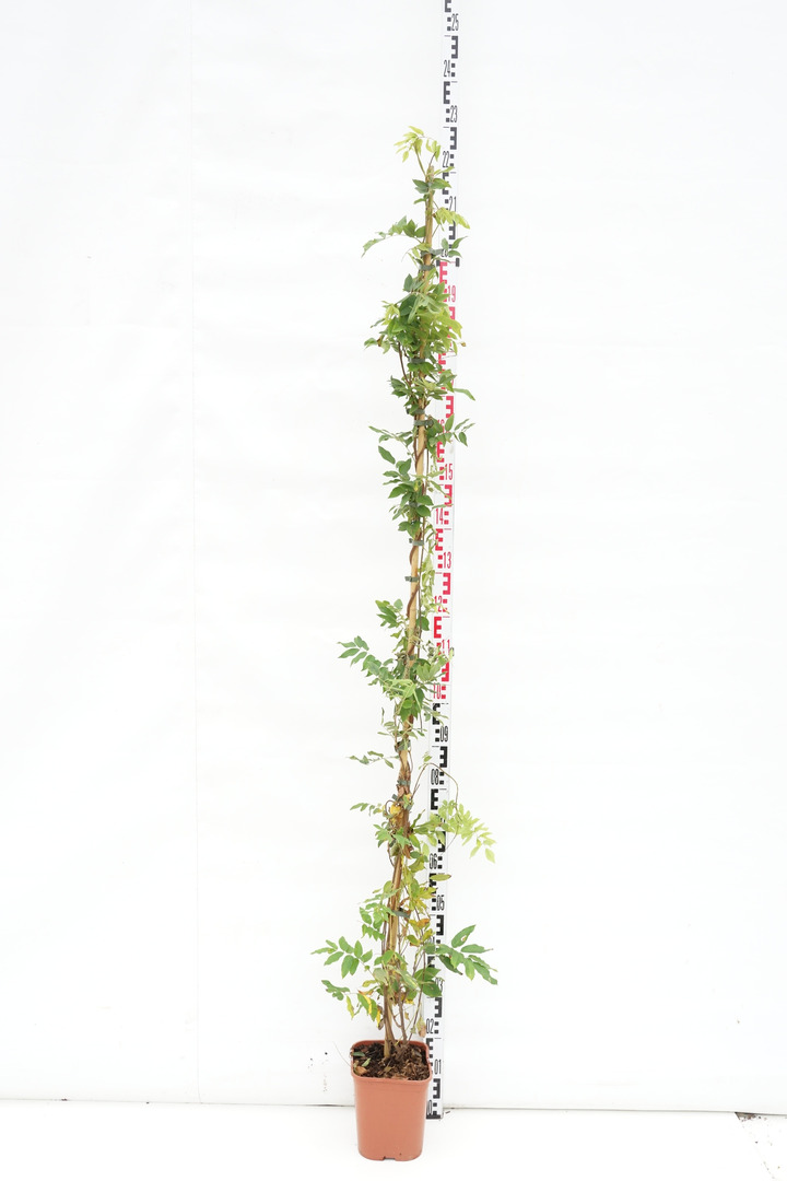 Visterija (Lot Wisteria brach.) 'Showa-beni' C5/P23 150-200 CM | VISTERIJOS | VIJOKLINIAI