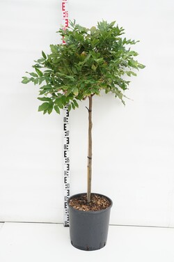 Visterija (Lot Wisteria brach.) 'Showa-beni' C18 STIEBAS 80 CM | VISTERIJOS | VIJOKLINIAI