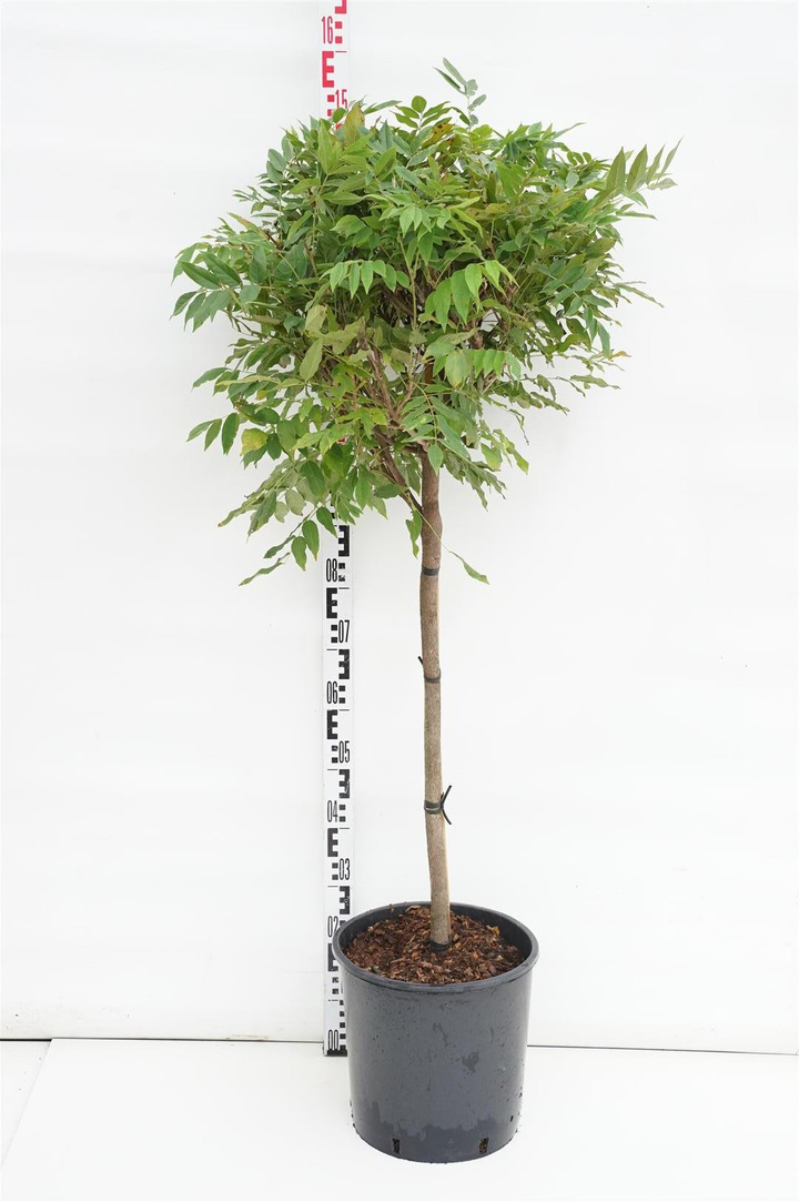 Visterija (Lot Wisteria brach.) 'Shiro Kapitan' C18 STIEBAS 80 CM | VISTERIJOS | VIJOKLINIAI