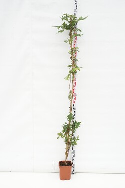 Visterija (Lot Wisteria brach.) 'Yokohama Fuji' C5/P23 150-200 CM | VISTERIJOS | VIJOKLINIAI