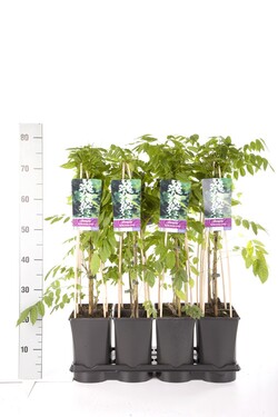 Visterija gausiažiede (Lot Wisteria flor.) 'Alba' C2,5 70 CM 4 ST(SP) - nuotrauka 2