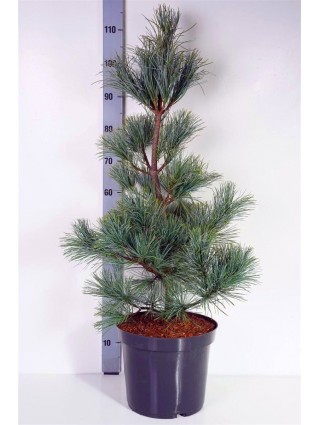 Pušis Korėjinė (Lot Pinus Koraiensis) 'Silveray' C12 80-100CM-PUŠYS-SPYGLIUOČIAI