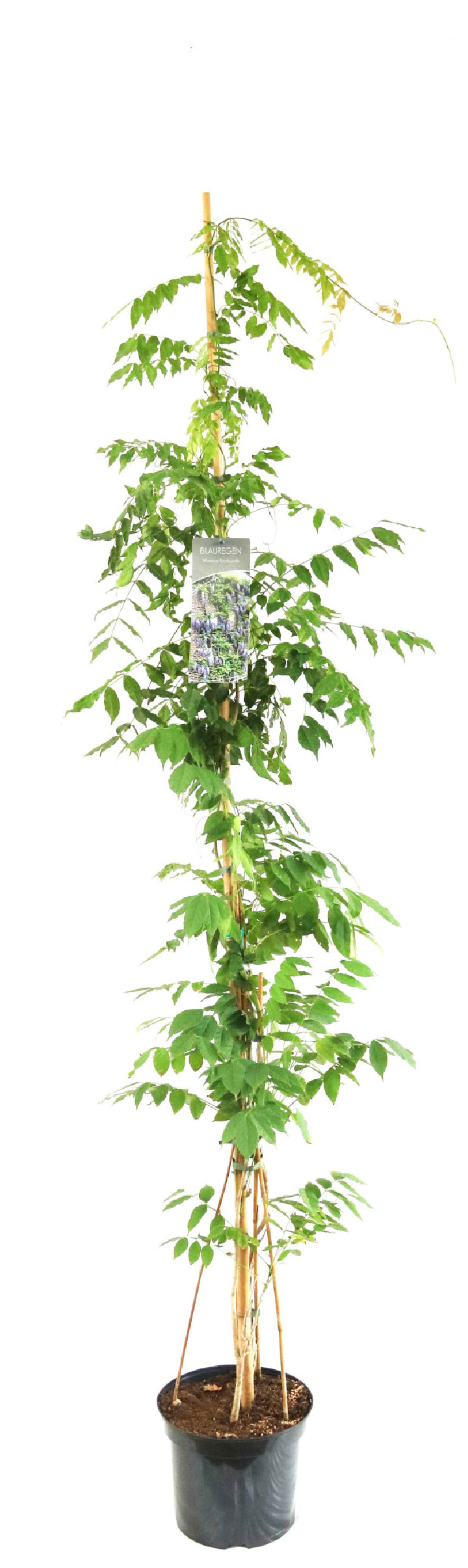 Wisteria floribunda (Lot Wisteria floribunda) C7,5/P26 150-200 CM | VISTERIJOS | VIJOKLINIAI
