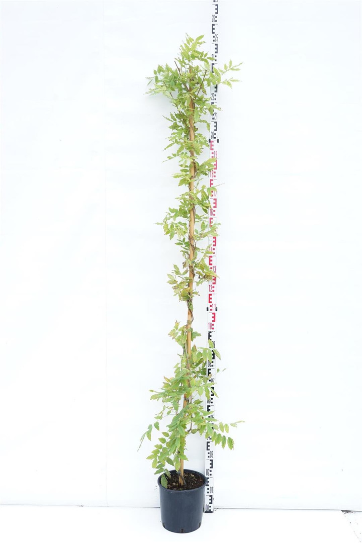Visterija gausiažiede macrobotrys (Lot Wisteria flor. macrobotrys) C10 175-200 CM | VISTERIJOS | VIJOKLINIAI