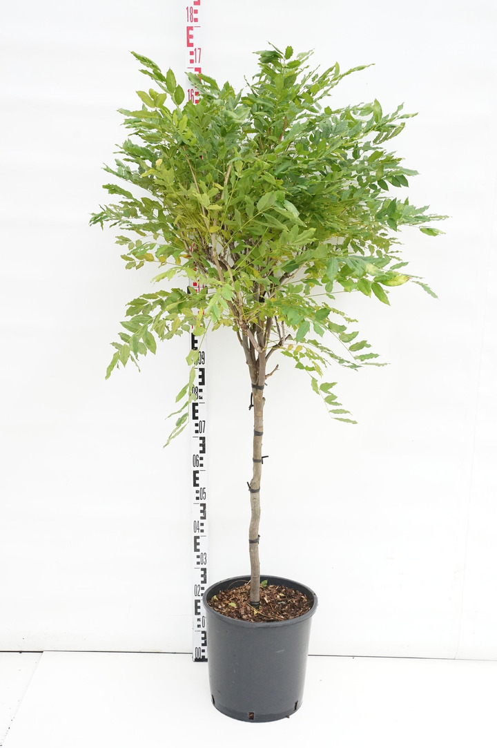 Visterija gausiažiede (Lot Wisteria flor.) C18 STIEBAS 80 CM | VISTERIJOS | VIJOKLINIAI