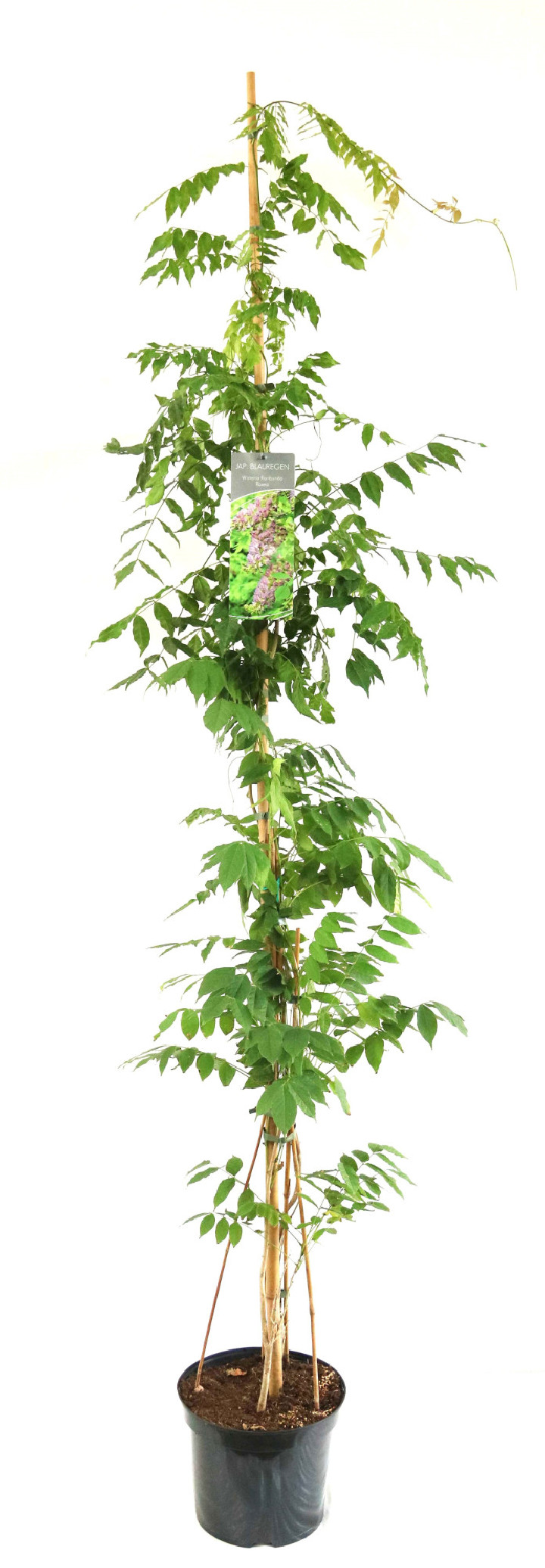 Visterija gausiažiede (Lot Wisteria flor.) 'Rosea' C7,5/P26 150-200 CM | VISTERIJOS | VIJOKLINIAI