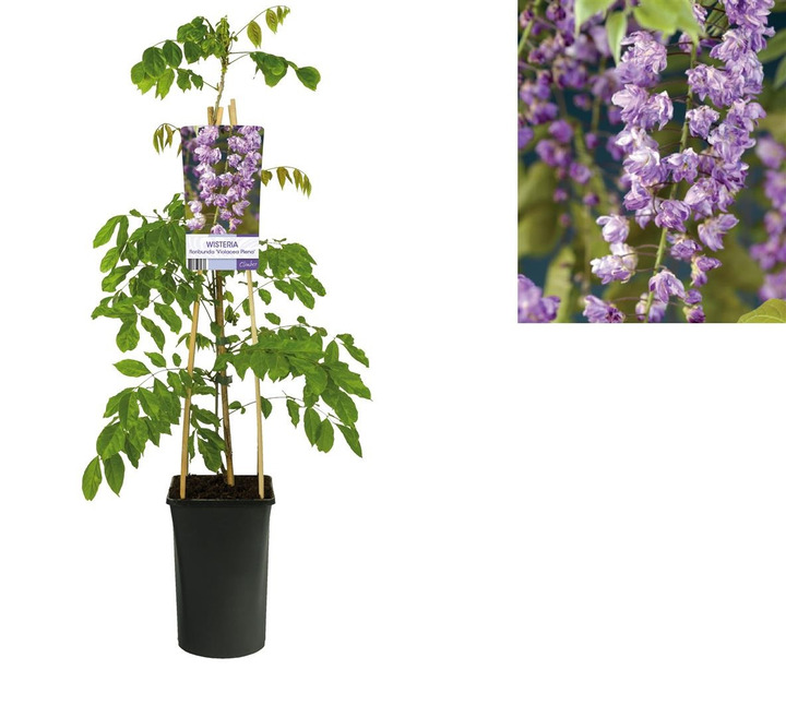 Visterija gausiažiede (Lot Wisteria flor.) 'Violacea Plena' C2,5 70 CM 4 ST(SP) | VISTERIJOS | VIJOKLINIAI