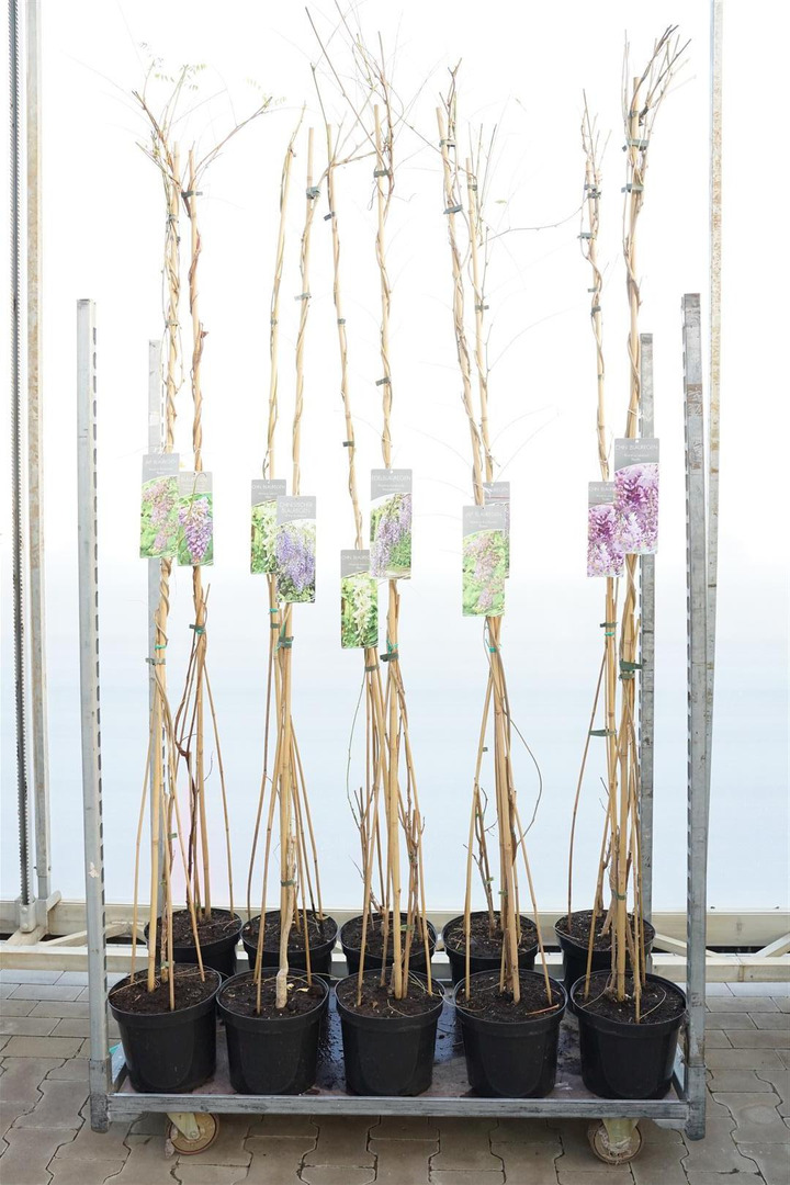 Visterija MIX (Lot Wisteria in) C7,5/P26 150-175 CM | VISTERIJOS | VIJOKLINIAI