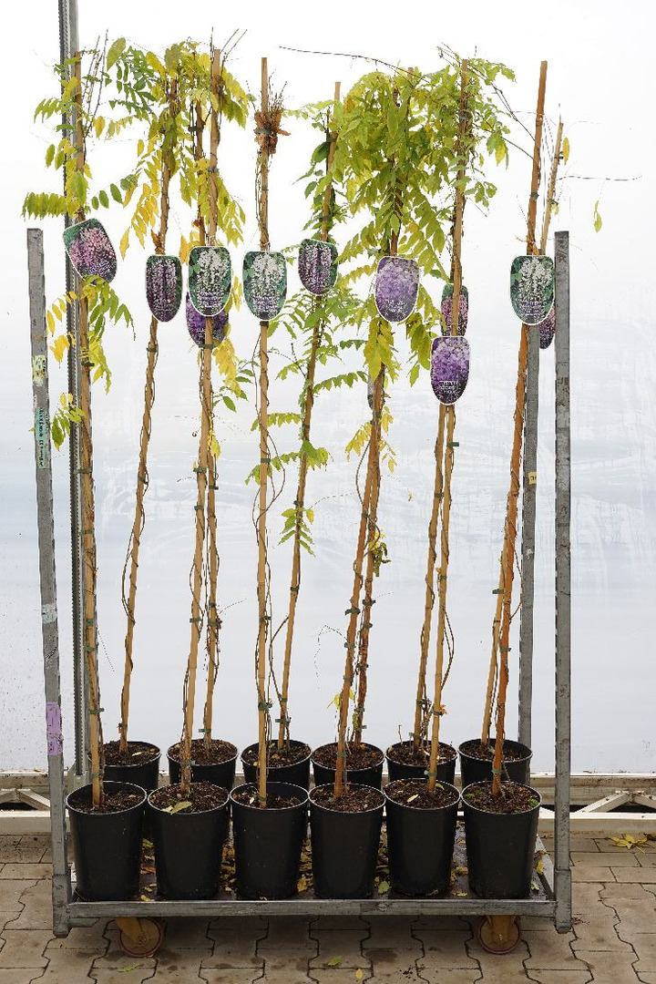 Visterija (Lot Wisteria in) C7,5/P26 175-200 CM | VISTERIJOS | VIJOKLINIAI