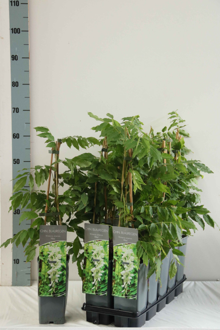 Visterija kininė (Lot Wisteria sin.) 'Alba' P17 40-60 CM 3 STICK | VISTERIJOS | VIJOKLINIAI