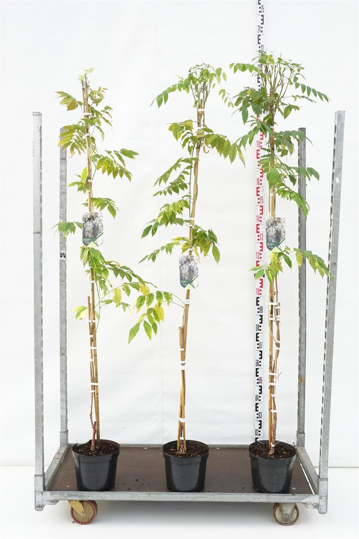 Visterija kininė (Lot Wisteria sin.) 'Alba' C5/P23 175-200 CM | VISTERIJOS | VIJOKLINIAI