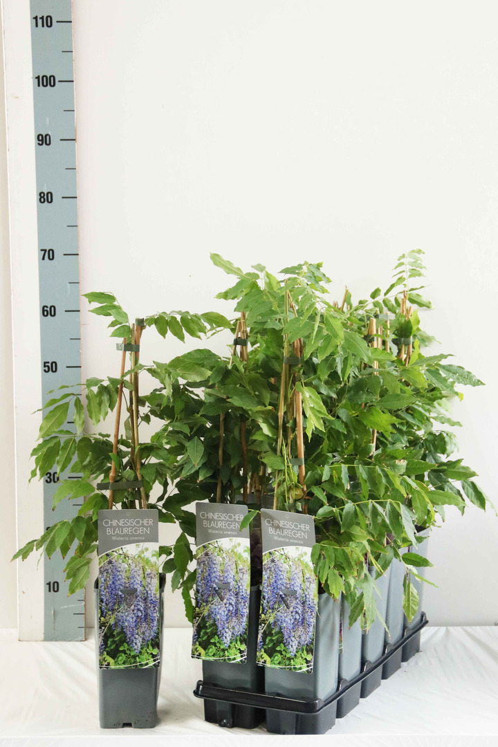 Visterija kininė (Lot Wisteria sinensis) P17 40-60 CM 3 STICK | VISTERIJOS | VIJOKLINIAI