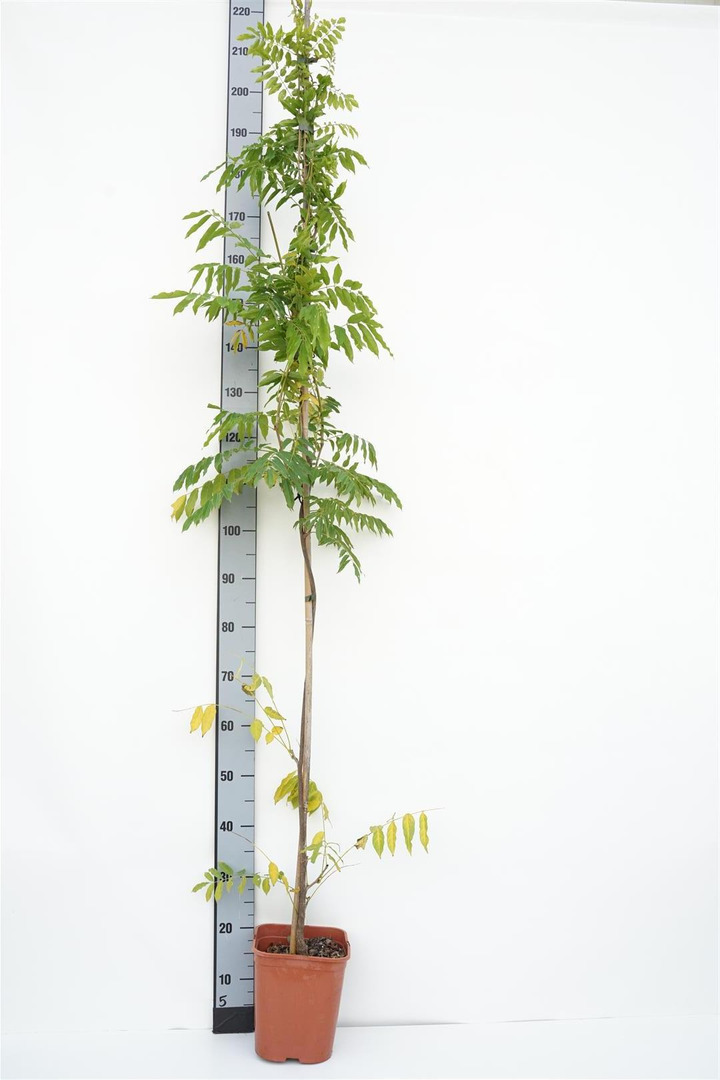 Visterija kininė (Lot Wisteria sinensis) C5/P23 150-200 CM | VISTERIJOS | VIJOKLINIAI
