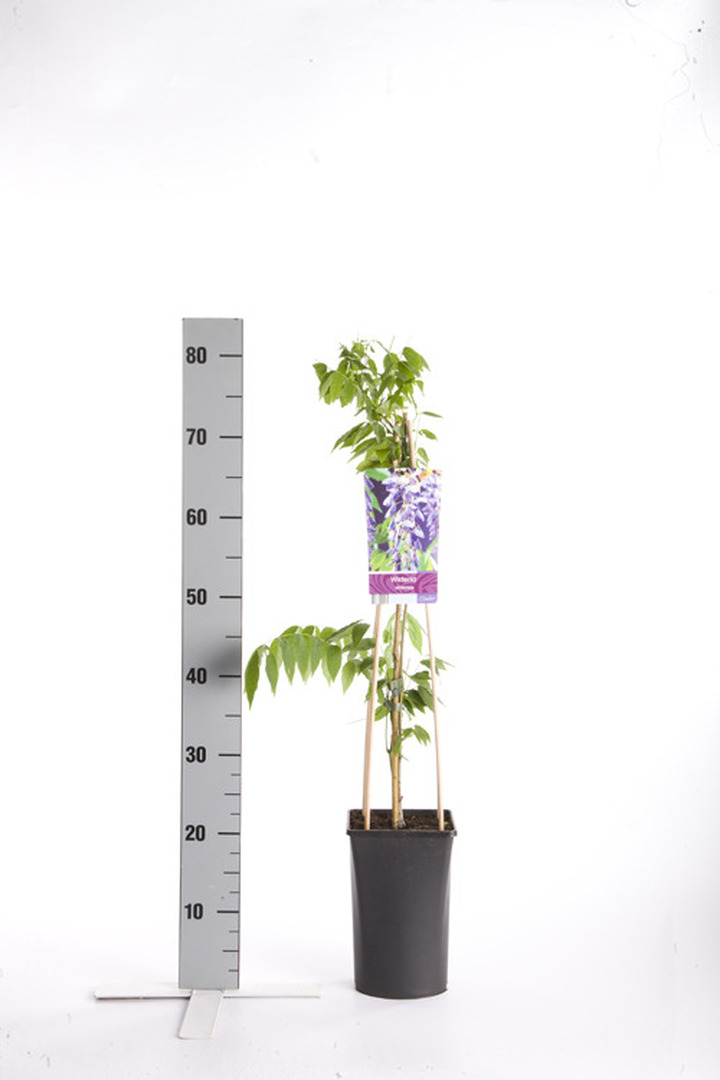 Visterija kininė (Lot Wisteria sinensis) C2,5 70 CM 4 ST(SP) | VISTERIJOS | VIJOKLINIAI
