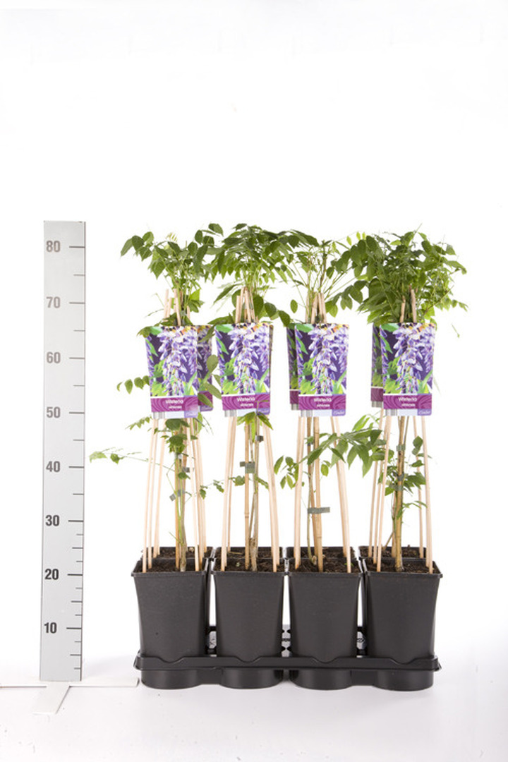 Visterija kininė (Lot Wisteria sinensis) C2,5 70 CM 4 ST(SP) | VISTERIJOS | VIJOKLINIAI