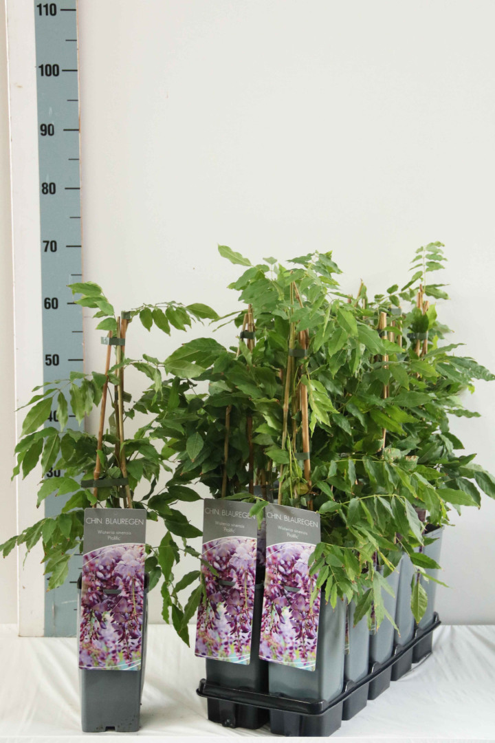 Visterija kininė (Lot Wisteria sinensis) 'Prolific' P17 40-60 CM 3 STICK | VISTERIJOS | VIJOKLINIAI