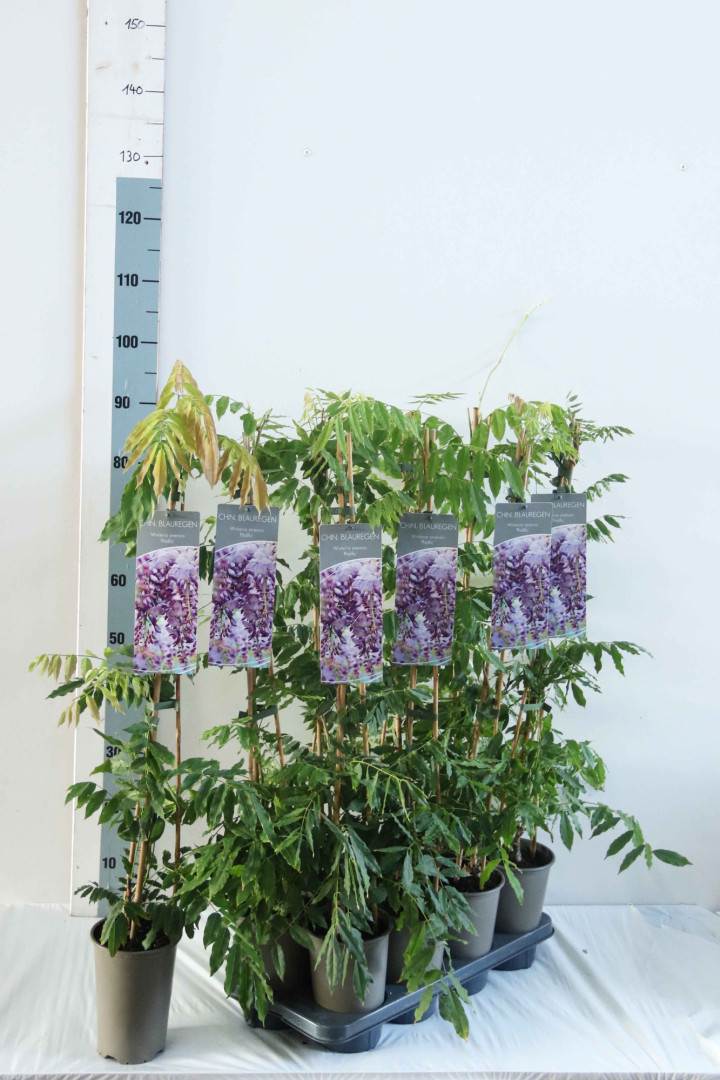 Visterija kininė (Lot Wisteria sinensis) 'Prolific' P17 60-100 3-STICK | VISTERIJOS | VIJOKLINIAI