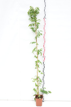 Visterija kininė (Lot Wisteria sinensis) 'Prolific' C5/P23 150-200 CM | VISTERIJOS | VIJOKLINIAI