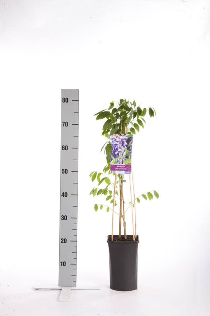 Visterija kininė (Lot Wisteria sinensis) 'Prolific' C2,5 70 CM 4 ST(SP) | VISTERIJOS | VIJOKLINIAI