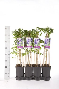 Visterija kininė (Lot Wisteria sinensis) 'Prolific' C2,5 70 CM 4 ST(SP) - nuotrauka 2
