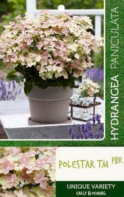 Šluotelinė hortenzija (Lot Hydrangea pan.) 'Petite Polestar' C3 - nuotrauka 2