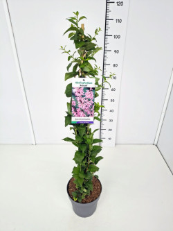 Forsitija baltoji (Lot Abeliophyllum distichum) 'Roseum' C5/P23 80-100 CM