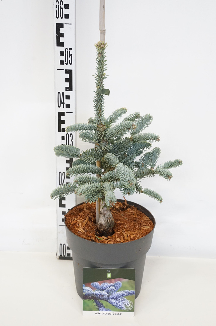 Kėnis kilnusis (Lot Abies procera) 'Glauca' C5/P23 30-40 CM