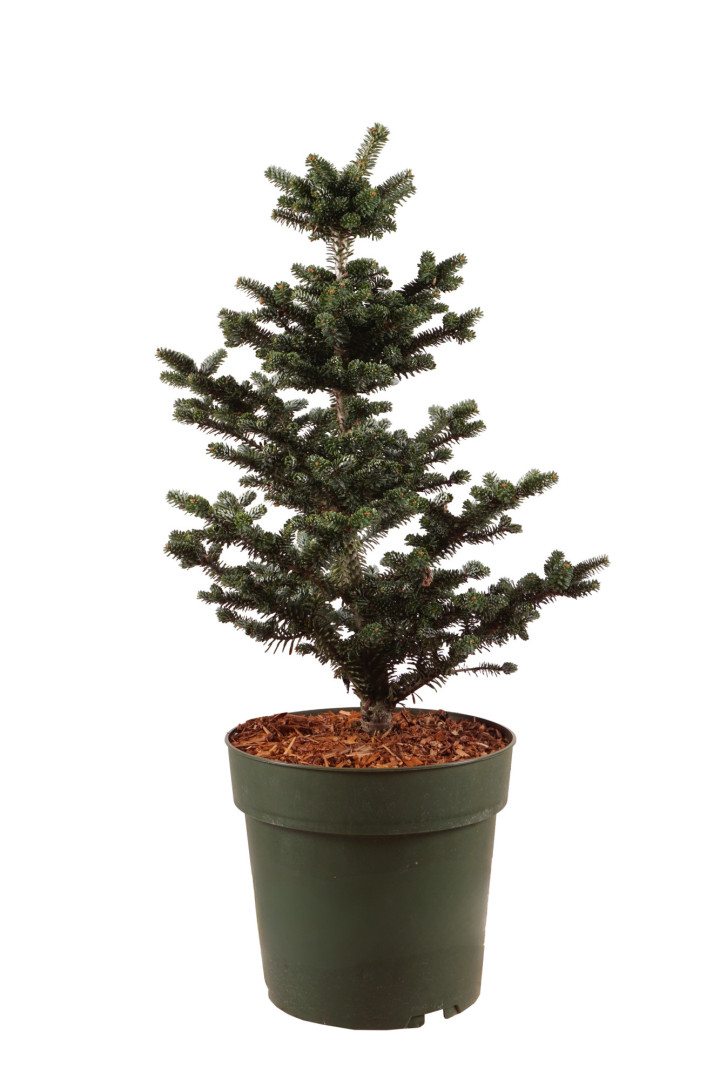 Kėnis korėjinis (Lot Abies koreana) 'Helga' C5/P23 30-40 CM