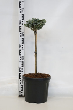 Kėnis korėjinis (Lot Abies koreana) 'Kohout's Icebreaker' C5,5 STIEBAS 40 CM