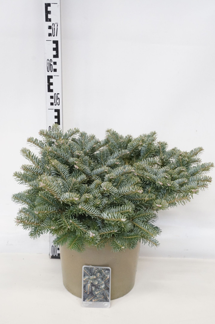 Kėnis korėjinis (Lot Abies koreana) 'Tanja' C10 40-50 CM