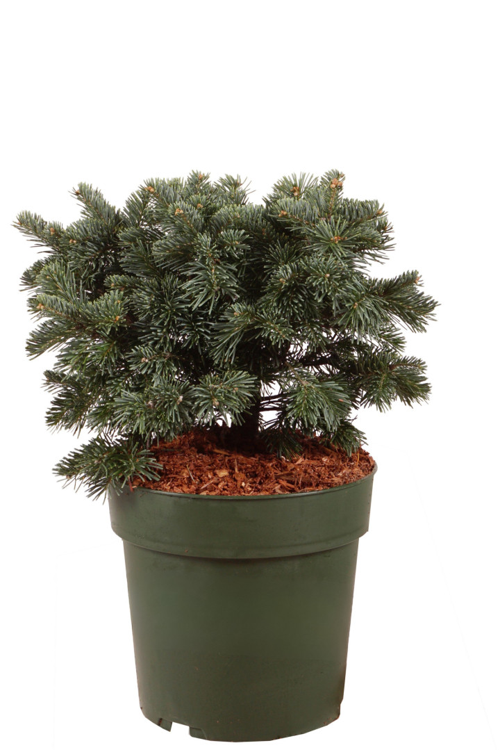 Kėnis subalpinis (Lot Abies lasiocarpa) 'Green Globe' C5/P23 30-40 CM