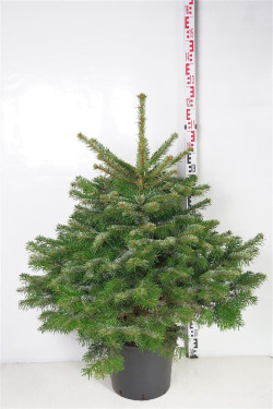 Kėnis kaukazinis (Lot Abies nordmanniana) C15 80-100 CM - nuotrauka 2