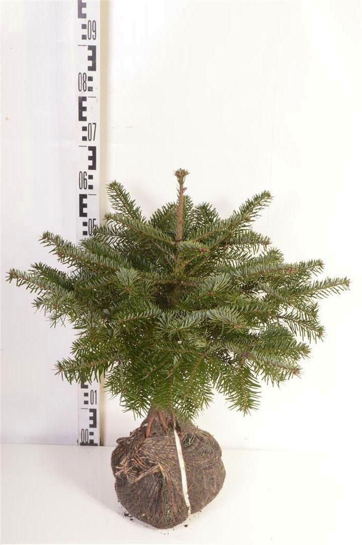 Kėnis kaukazinis (Lot Abies nordmanniana) 40-50 CM RB