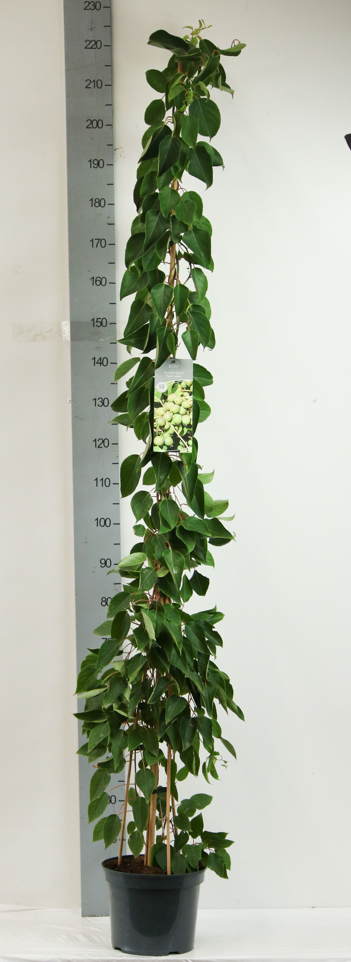 Aktinidija smailialapė (Lot Actinidia arguta) 'Fresh Jumbo' C7,5/P26 175-200 CM